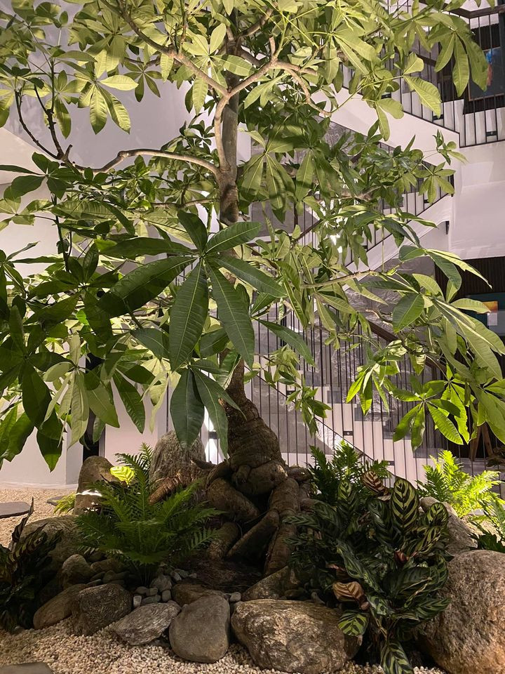 Tiểu cảnh và cây xanh tại khu vực giếng trời trong nhà Cường Đô La khiến mọi người "xuýt xoa" vì đẹp mắt. Ảnh: FBNV.