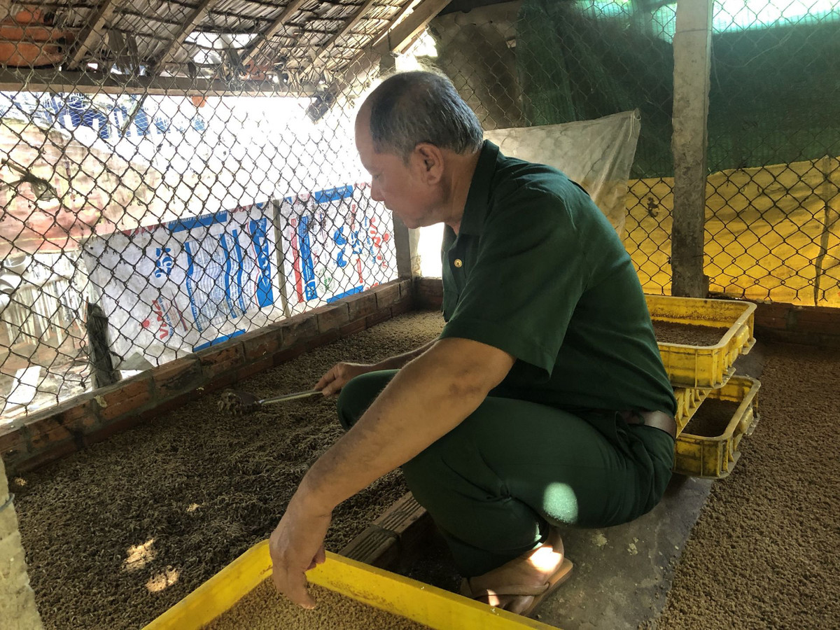 Tại Tây Ninh, ông Trang Văn Măng, ngụ ấp Trường Lưu, xã Trường Đông (thị xã Hoà Thành) đã thực hiện thành công mô hình nuôi ruồi lính đen, mang lại hiệu quả kinh tế cao. Ảnh: Báo Tây Ninh.