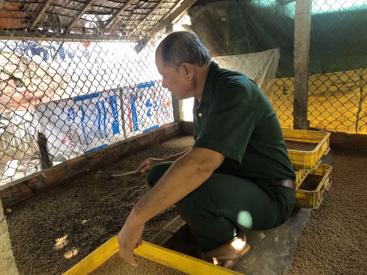 Tại Tây Ninh, ông Trang Văn Măng, ngụ ấp Trường Lưu, xã Trường Đông (thị xã Hoà Thành) đã thực hiện thành công mô hình nuôi ruồi lính đen, mang lại hiệu quả kinh tế cao. Ảnh: Báo Tây Ninh.