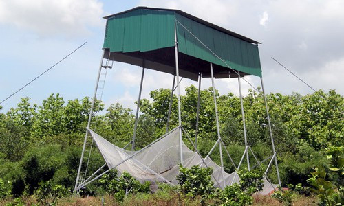 Không chỉ giúp diệt muỗi, mô hình dựng chòi thu hút dơi về làm tổ ở một số tỉnh như Đồng Nai, Kiên Giang còn cho lợi nhuận cao từ thu gom phân dơi. Ảnh: Vnexpress.