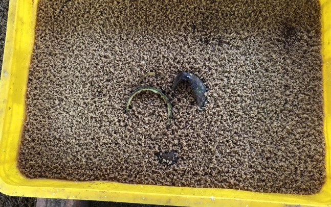 Nghề nuôi ruồi lính đen bán trứng mang lại thu nhập ổn định cho gia đình. Mỗi ngày, ông Măng bán hơn 100 gam trứng ruồi cho người dân địa phương và khắp các tỉnh, thu nhập 1 triệu đồng/ngày. Đáng chú ý, có thời điểm trứng ruồi lính đen có giá cao đến 3 triệu đồng/100 gram trứng ruồi. Ảnh: Báo Tây Ninh.