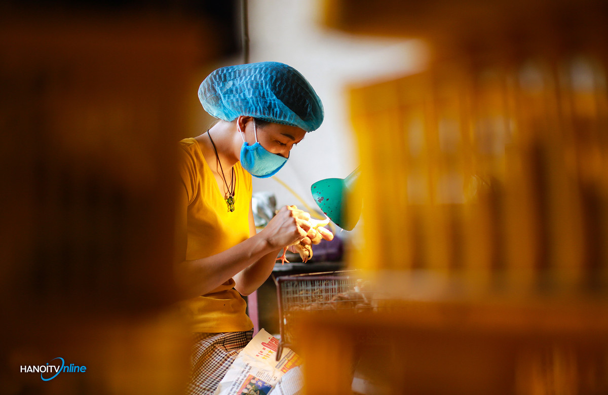 Người thợ sẽ dùng một tay để nhặt gà con, sau đó nhấn nhẹ vào phần bụng dưới để đẩy phân gà ra ngoài, một tay nhấn nhẹ vào sát lỗ hậu môn gà để đẩy nốt sinh dục lòi ra rồi dựa vào kinh nghiệm chuyên môn để phân biệt là gà trống hay mái. Ảnh: Hanoitv.