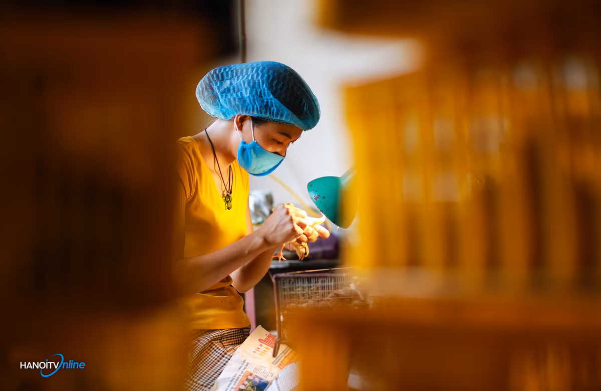 Người thợ sẽ dùng một tay để nhặt gà con, sau đó nhấn nhẹ vào phần bụng dưới để đẩy phân gà ra ngoài, một tay nhấn nhẹ vào sát lỗ hậu môn gà để đẩy nốt sinh dục lòi ra rồi dựa vào kinh nghiệm chuyên môn để phân biệt là gà trống hay mái. Ảnh: Hanoitv.