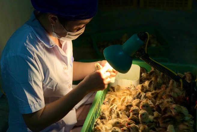 Phân loại giới tính gà được xếp vào nghề thu nhập cao có thể kiếm được 2 - 3/triệu ngày. Tuy nhiên, để thành nghề, chọn chuẩn phải mất chừng 3 năm vừa học vừa làm, không phải ai cũng kiên trì theo được. Ảnh: Zing.