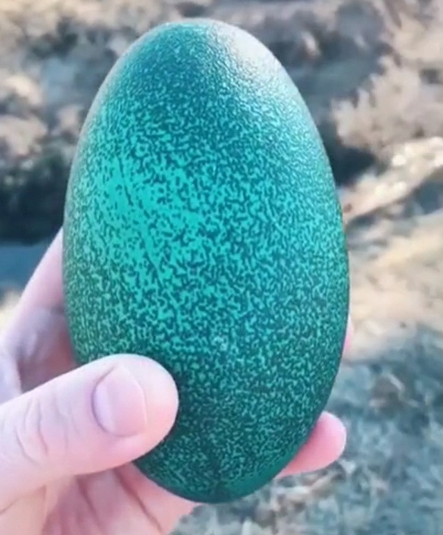 Điểm nổi bật của loại trứng này là vỏ màu xanh rất đẹp mắt.