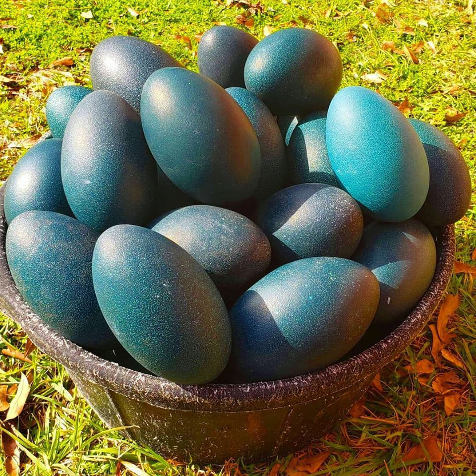 Tại Việt Nam, nhiều gia đình giàu có cũng đặt mua trứng đà điều xanh từ Úc về để tẩm bổ.