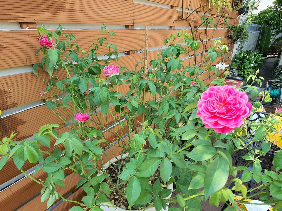 Từng khóm hoa nở khiến căn nhà trở nên cuốn hút ở mọi góc nhìn.