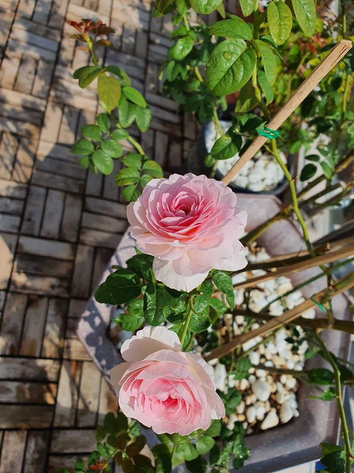 ...từ hồng đỏ, hồng cánh sen...