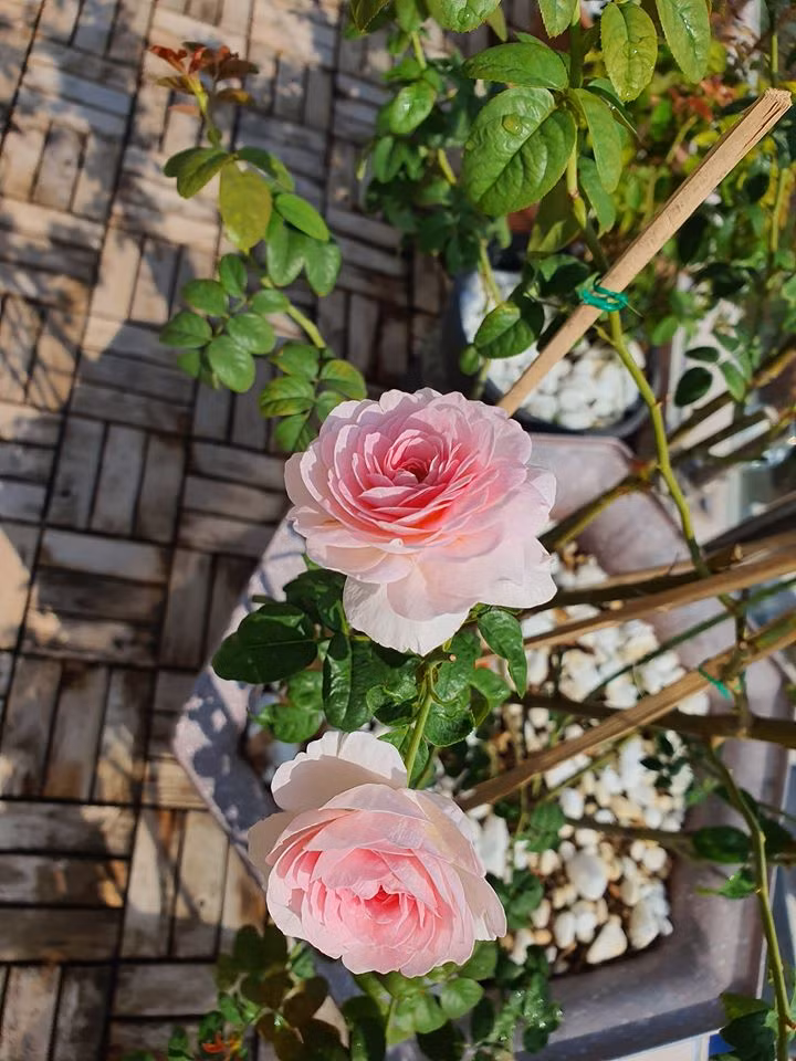 ...từ hồng đỏ, hồng cánh sen...