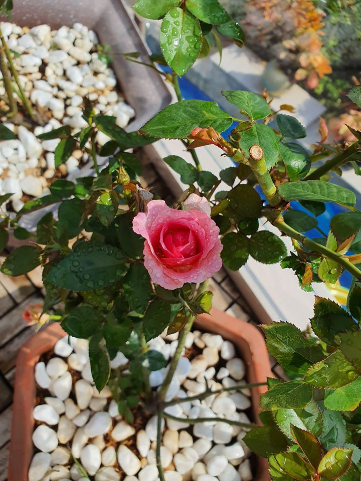 Trước Tết Canh Tý 2020, cả gia đình Vũ Thu Phương đã chuyển về sinh sống trong căn biệt thự có tổng diện tích 1300m2 tại quận 2 (TP HCM).