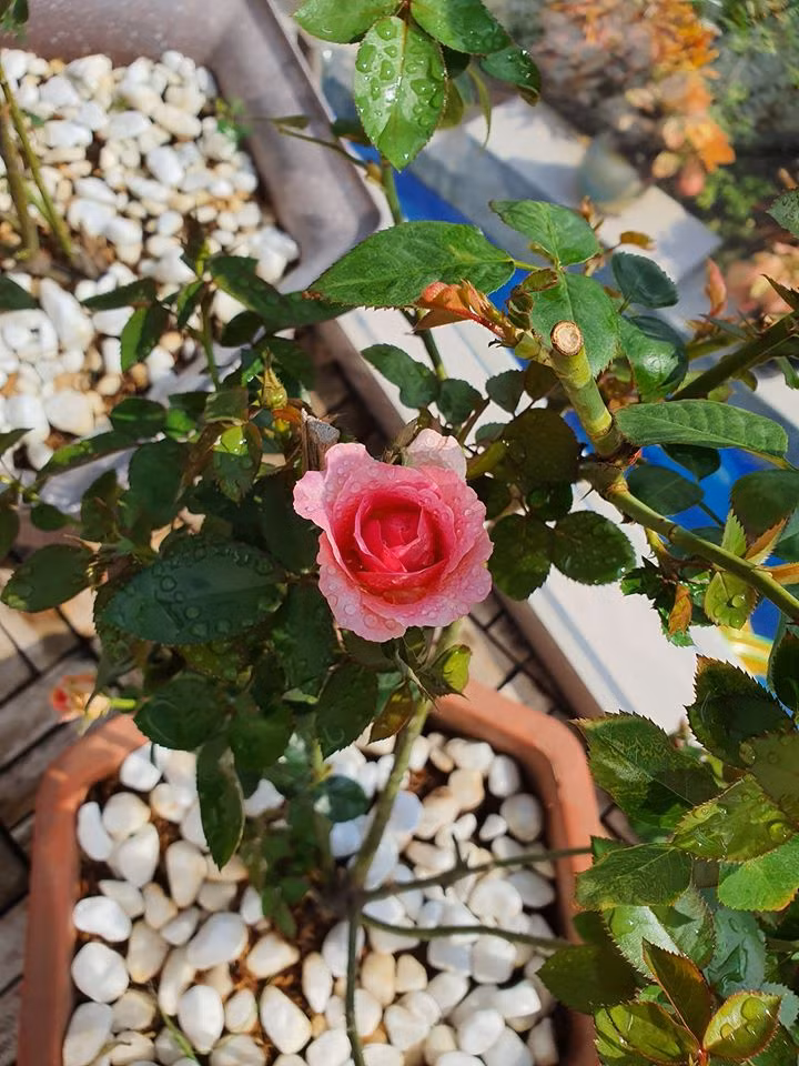 Trước Tết Canh Tý 2020, cả gia đình Vũ Thu Phương đã chuyển về sinh sống trong căn biệt thự có tổng diện tích 1300m2 tại quận 2 (TP HCM).