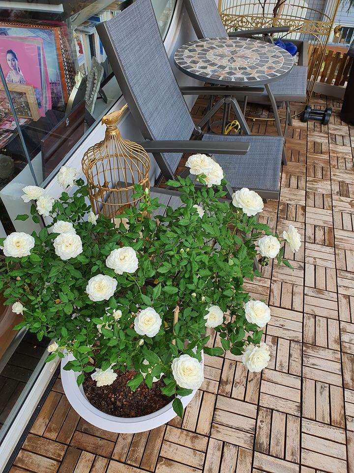 Cựu người mẫu Vũ Thu Phương khiến mọi người xuýt xoa với khu vườn đủ loại hoa hồng quý, do chính tự tay cô chăm bón.