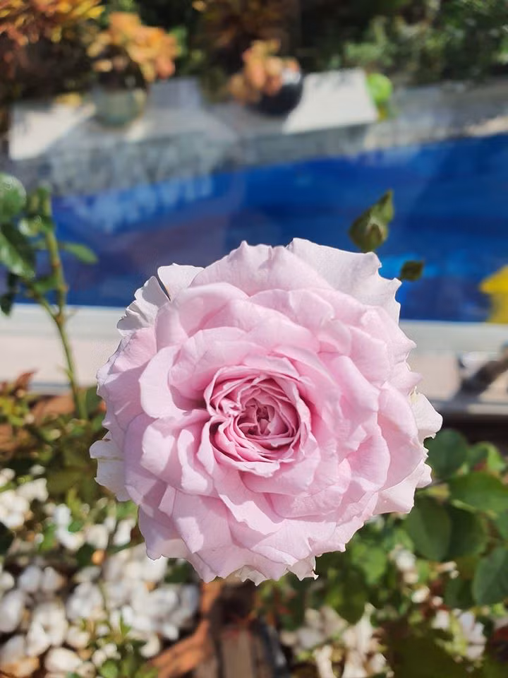 Người mẫu Vũ Thu Phương luôn chú ý đặt hoa ở những nơi có nhiều nắng.