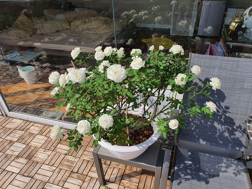 ..cho tới hồng bạch.