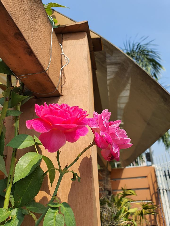 Hoa hồng khoe sắc trong nắng sớm.