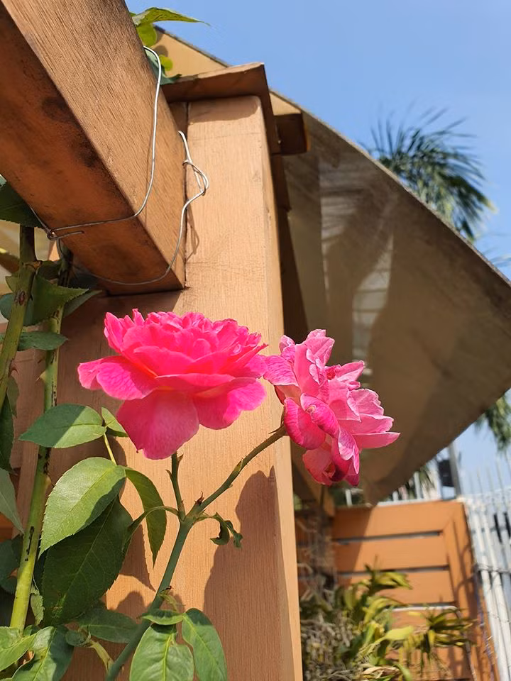 Hoa hồng khoe sắc trong nắng sớm.