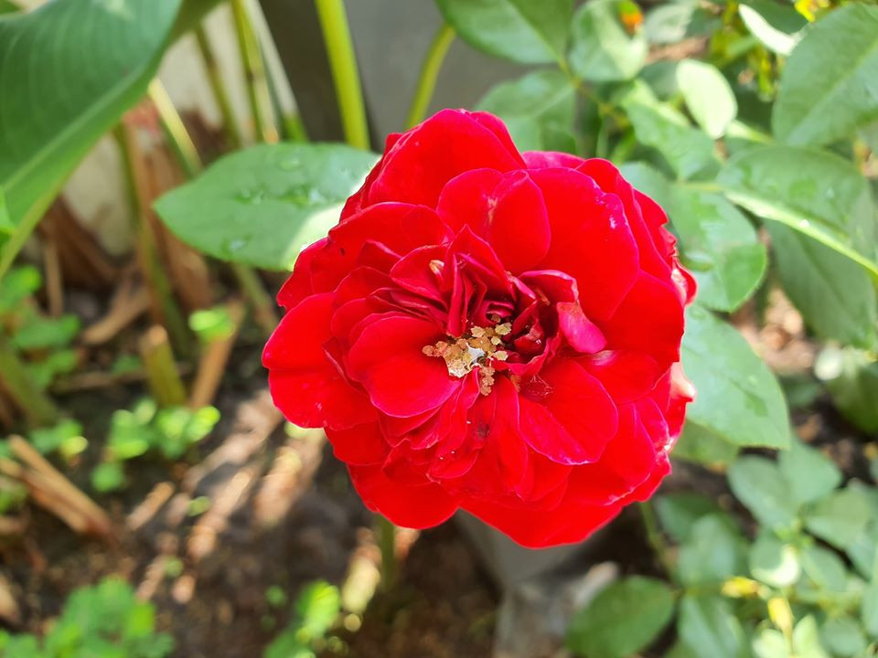 Dù bận rộn với công việc cỡ nào, Thu Phương cũng luôn dành thời gian cho chồng con và không gian sống của cả gia đình. Nguồn ảnh: FBNV