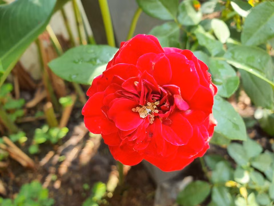 Dù bận rộn với công việc cỡ nào, Thu Phương cũng luôn dành thời gian cho chồng con và không gian sống của cả gia đình. Nguồn ảnh: FBNV