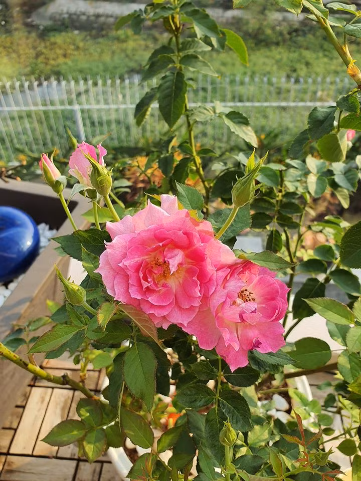 Cựu người mẫu trồng đủ các loại hồng...