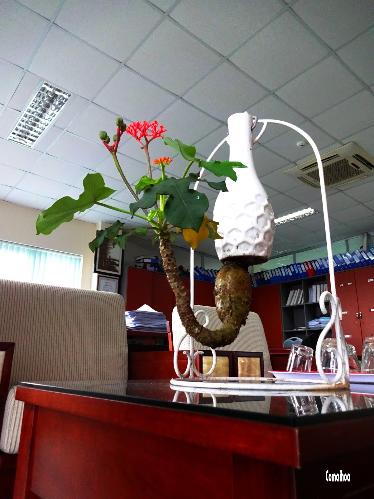 Bất ngờ với cây ngô đồng có thể tạo dáng bonsai mini và đặc biệt là trồng ngược được như thế này. Ảnh: Comaihoa.