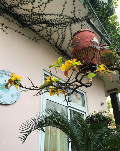 Mai bonsai ngược tỏa bông vàng óng rất đặc sắc của nghệ nhân Lê Thạnh. Ảnh: Dân Việt