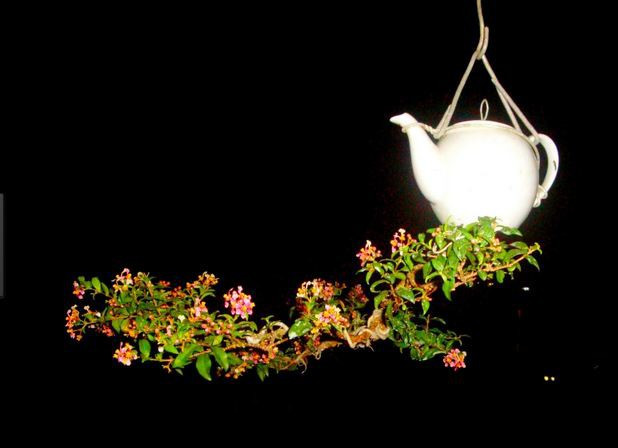 Cây bonsai ngọc mai dáng thác đổ được trồng ngược trong ấm trà lạ mắt. Ảnh: Caycanhlethanh.