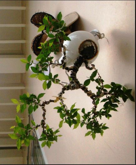 Bonsai kim quýt trồng ngược trở thành "phụ kiện" trang trí tường nhà mới lạ. Ảnh: Caycanhlethanh.