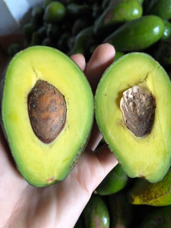 Bơ ngâm hóa chất có vị rất đắng, nhiều người thường lầm tưởng là do nạo quá sát phần vỏ. Thực tế, những trái bơ chín tự nhiên thì dù cho có nạo hết phần xanh trong vỏ cũng sẽ không bị đắng mà thậm chí phần xanh này còn có vị béo, ngon.