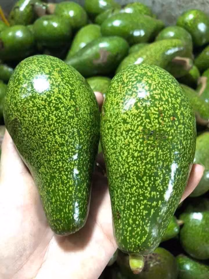 Phần vỏ của của bơ chín tự nhiên thường căng và hơi sần sùi, bóp nhẹ có cảm giác hơi mềm và cầm rất chắc tay. Khi mua nên bấm nhẹ vào cuống bơ, nếu thấy mềm thì chọn.