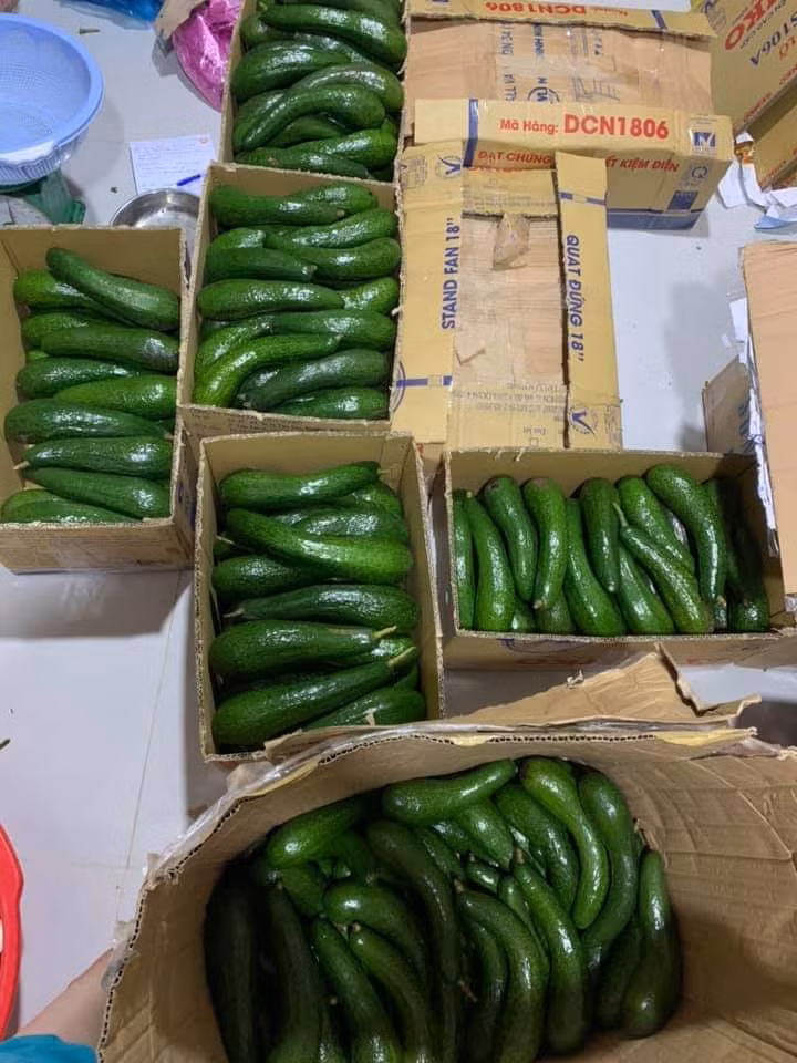 Tuyệt đối không cho bơ vào bọc nilong để ủ, bơ sẽ chín nhưng thấm ngược mồ hôi và thâm đen phần ruột bên trong. Nguồn ảnh: Facebook. Video: Nông dân thu tiền tỷ nhờ giống bơ khủng. Nguồn: VTC14.