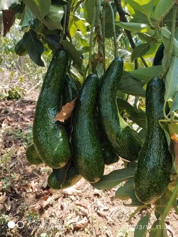 Vậy nên, khi cầm quả bơ mà cuống có màu xanh nhưng thân lại mềm thì chứng tỏ nó đã được ngâm qua hóa chất để chín nhanh.