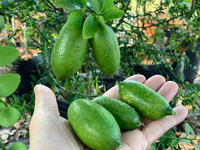 Nữ ca sĩ không đến hết số cây trong vườn, có cây đã cho trái, nhiều cây phải chờ 2-3 năm mới đậu quả. Ảnh: Tổ quốc.