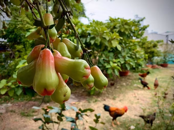 Tại Việt Nam, khu vườn của Mỹ Lệ ở quận 9 (TP HCM), có diện tích rộng, trồng đủ loại cây trái. Ảnh: Tổ quốc.