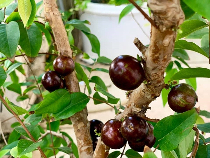 Đáng chú ý, trong vườn của Mỹ Lệ có nhiều giống cây nhập khẩu như cherry Brazil, cherry Surinam, vú sữa Hoàng Kim, xoài Thái, xoài cát Hòa Lộc, xoài Đài Loan, xoài tím Australia, nhãn tím...Ảnh: Tổ quốc.