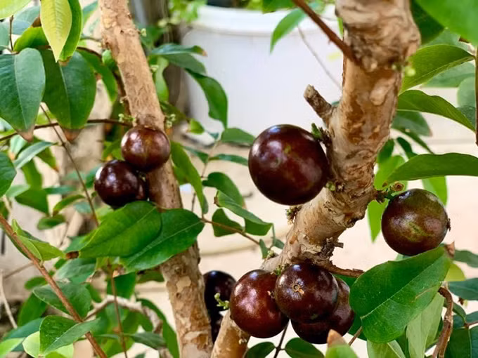 Đáng chú ý, trong vườn của Mỹ Lệ có nhiều giống cây nhập khẩu như cherry Brazil, cherry Surinam, vú sữa Hoàng Kim, xoài Thái, xoài cát Hòa Lộc, xoài Đài Loan, xoài tím Australia, nhãn tím...Ảnh: Tổ quốc.