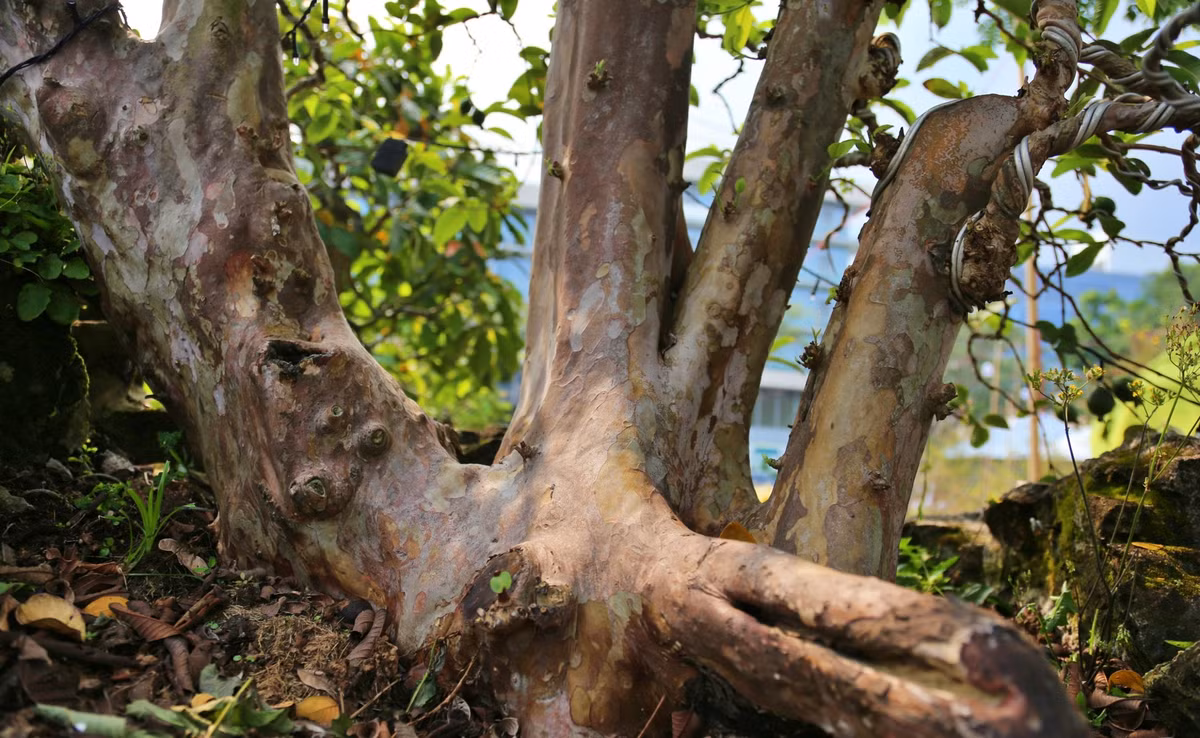 Gốc ổi xù xì mang dáng vẻ cổ kính. Ảnh: Báo phụ nữ.