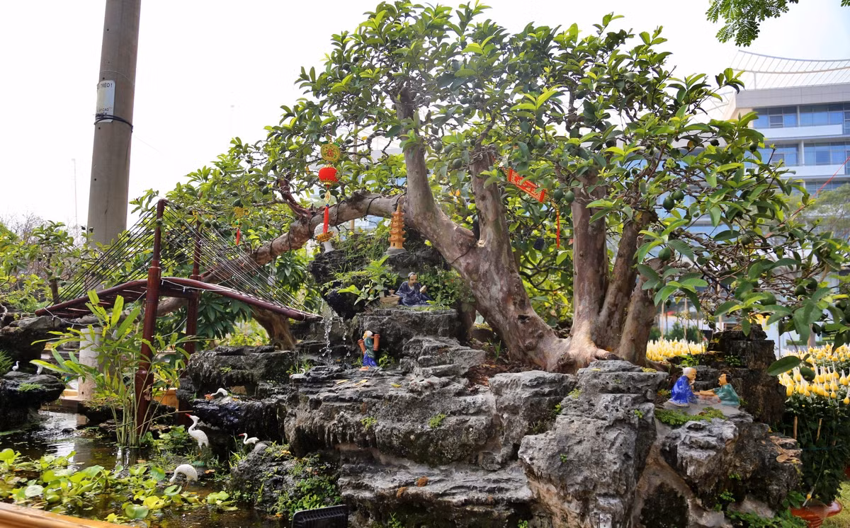 Dai gia Viet me man oi bonsai doc nhat vo nhi gia tien ty