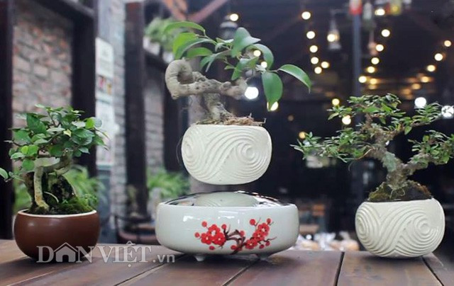 Những chậu cây bonsai siêu mini bay lơ lửng xoay vòng vòng giữa không trung khiến khách tới mua không khỏi trầm trồ, thán phục. Ảnh: Dân Việt