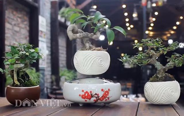 Những chậu cây bonsai siêu mini bay lơ lửng xoay vòng vòng giữa không trung khiến khách tới mua không khỏi trầm trồ, thán phục. Ảnh: Dân Việt