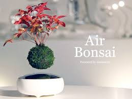 Việc tạo thế cho loại cây bonsai mini cần sự tỉ mỉ và phải có con mắt thẩm mỹ. Cũng bởi thế mà giá bán loại cây mini cũng không rẻ chút nào. ảnh: Inhabitant.