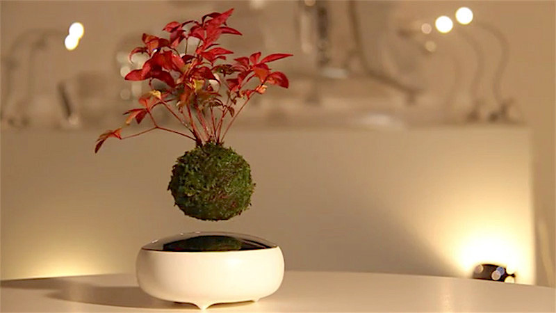 Trước đây, siêu phẩm bonsai bay được nhóm Hoshinchu người Nhật Bản tạo ra hồi tháng 1 năm 2016. Ảnh: Sawa.