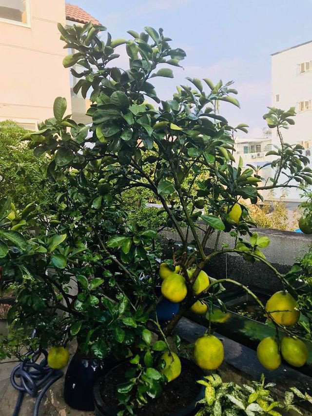 Cây ăn trái trĩu cành.