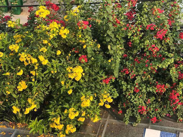 Hoa đủ các loại sắc màu trong vườn khoe sắc.