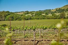 Ngoài kinh doanh sản phẩm y tế, tỷ phú Mỹ gốc Việt Hoàng Kiều còn mua lại một vườn nho và nhà máy rượu vang ở thung lũng Napa, bang California, Mỹ vào năm 2014.