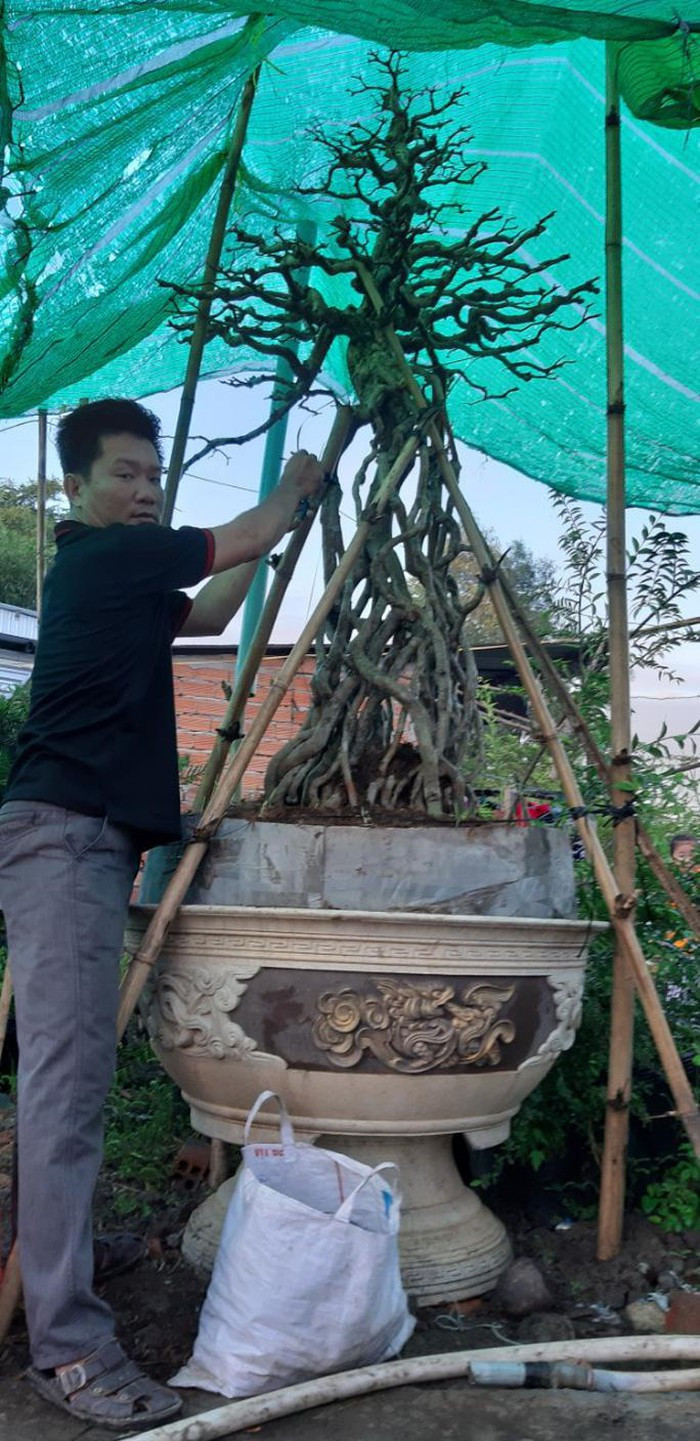 Trong vườn kiểng bonsai Thanh Sang của anh Giang (ngụ ấp Lung Đồng, xã Phú Lộc, huyện Tam Bình, tỉnh Vĩnh Long) có một cây mai chiếu thủy thiết kế giống hệt chú chim phượng hoàng đang vươn cổ. Ảnh: Người lao động.