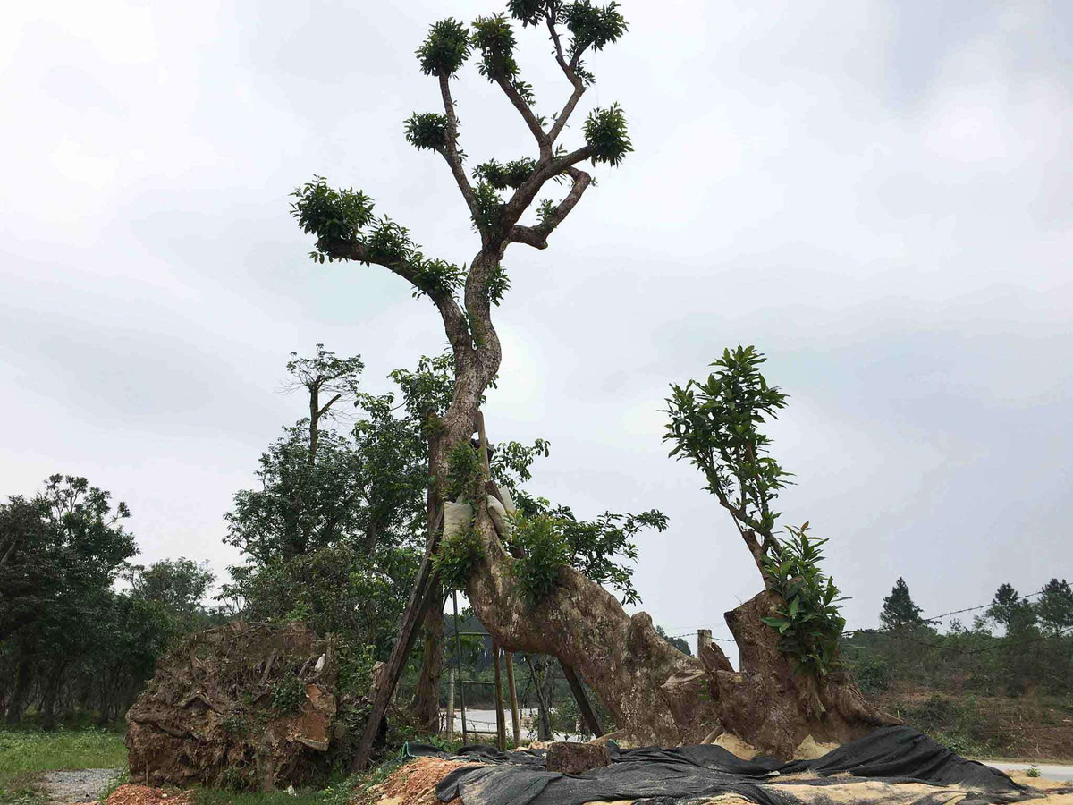 Đầu năm 2018, một cây vối dáng rồng khủng tại Hà Tĩnh được trả giá tới nửa tỷ đồng nhưng chủ nhân chưa bán. Ảnh: Vietnamnet.