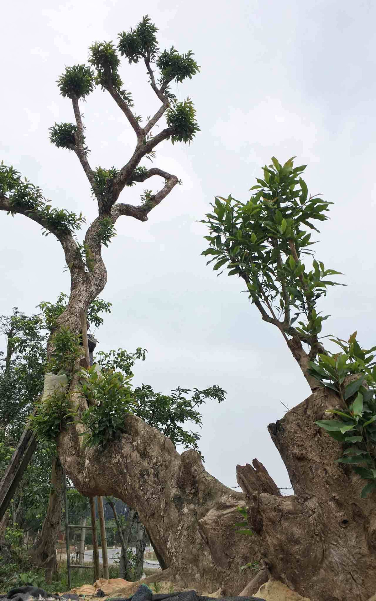  Cây cảnh cao tầm 15m, có đầu tiếp giáp mặt đất, đuôi, vây chọc trời. Ảnh: Vietnamnet.