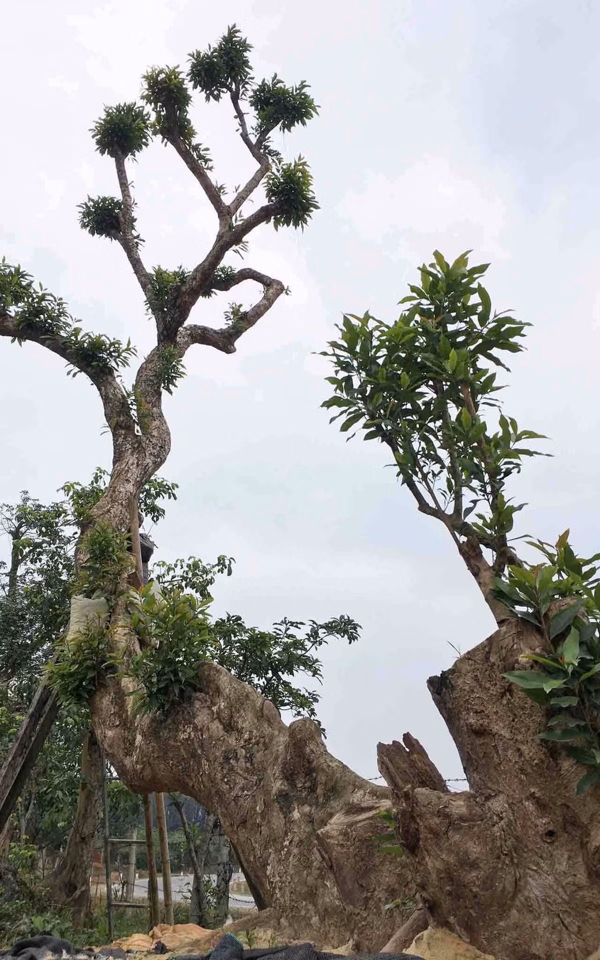  Cây cảnh cao tầm 15m, có đầu tiếp giáp mặt đất, đuôi, vây chọc trời. Ảnh: Vietnamnet.