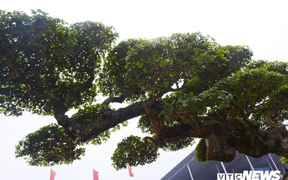 Duối cổ mang thế độc Chim phượng hoàng múa trên lưng rồng, có chiều cao 1.8m, tán ngang rộng gần 3m. Ảnh: VTC.