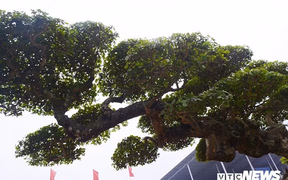 Duối cổ mang thế độc Chim phượng hoàng múa trên lưng rồng, có chiều cao 1.8m, tán ngang rộng gần 3m. Ảnh: VTC.